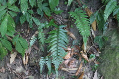Asplenium wrightii