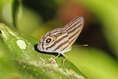 Chloreuptychia chlorimene