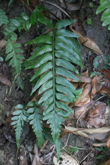 Asplenium wrightii