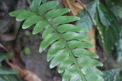 Asplenium wrightii