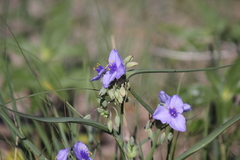 Tradescantia occidentalis