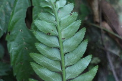 Asplenium wrightii