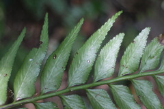 Asplenium wrightii