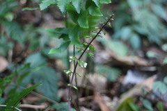 Salvia hayatae