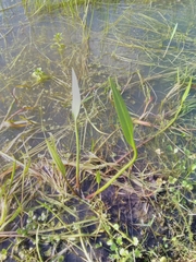 Alisma lanceolatum