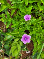 Barleria ovata