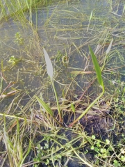 Alisma lanceolatum