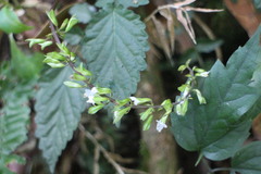 Salvia hayatae