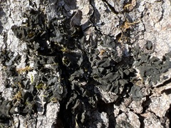 Collema subflaccidum