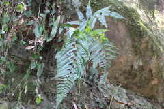 Polystichum biaristatum