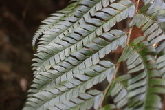 Polystichum biaristatum