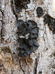 Collema subflaccidum