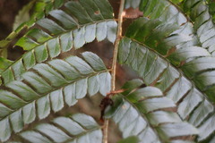 Polystichum biaristatum