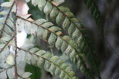 Polystichum biaristatum