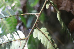 Polystichum biaristatum