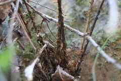 Polystichum biaristatum