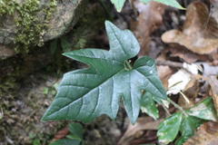 Aristolochia cucurbitifolia