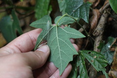 Aristolochia cucurbitifolia