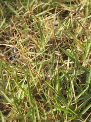 Zoysia