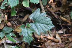 Aristolochia cucurbitifolia