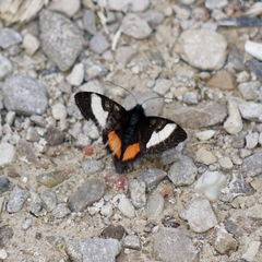 Psychomorpha epimenis