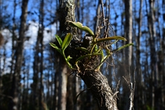 Epidendrum rigidum