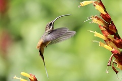 Phaethornis syrmatophorus