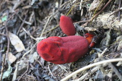 Balanophora laxiflora