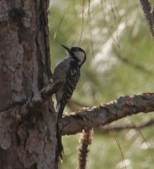 Dryobates borealis
