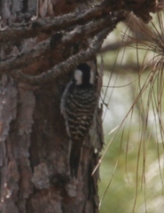 Dryobates borealis
