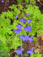 Delphinium campylocentrum