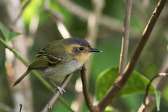 Poecilotriccus plumbeiceps