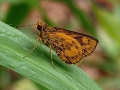 Taractrocerini