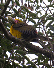 Pteroglossus bailloni