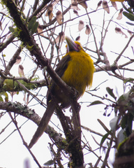 Pteroglossus bailloni