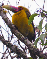 Pteroglossus bailloni