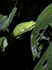 Anolis biporcatus