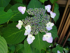 Hydrangea involucrata