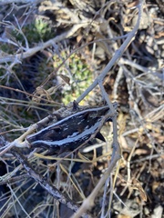 Momordiceae