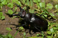 Lucanus formosanus