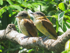 Pachyramphus validus