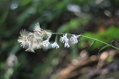 Ainsliaea macroclinidioides