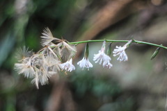 Ainsliaea macroclinidioides