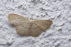 Scopula