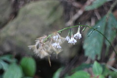 Ainsliaea macroclinidioides