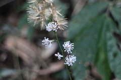 Ainsliaea macroclinidioides