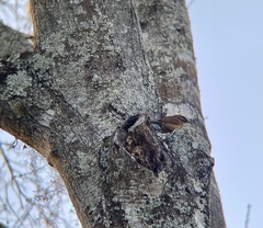 Thryothorus ludovicianus