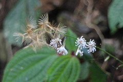 Ainsliaea macroclinidioides