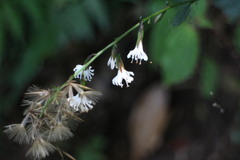 Ainsliaea macroclinidioides