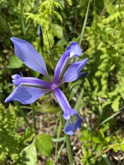 Iris prismatica